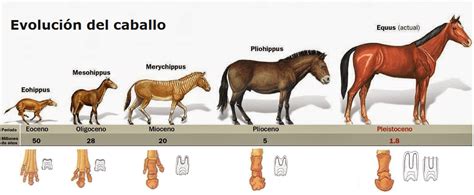 Evolución del caballo desde sus antepasados .